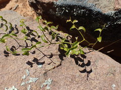Asparagus multituberosus