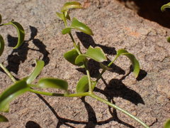 Asparagus multituberosus