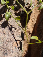 Asparagus multituberosus