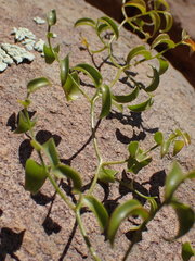 Asparagus multituberosus
