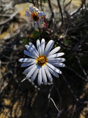 Ursinia pilifera
