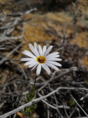 Ursinia pilifera