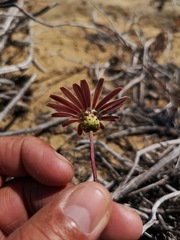 Ursinia pilifera