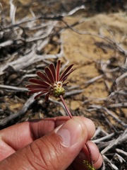 Ursinia pilifera