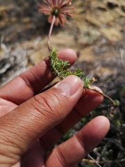Ursinia pilifera