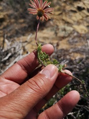 Ursinia pilifera
