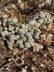 Galeomma oculus-cati