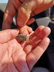 Julodis chevrolatii chevrolatii