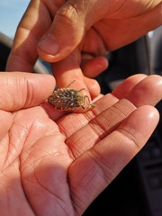Julodis chevrolatii chevrolatii