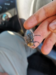 Julodis chevrolatii chevrolatii