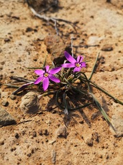 Romulea syringodeoflora