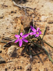 Romulea syringodeoflora