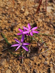 Romulea syringodeoflora
