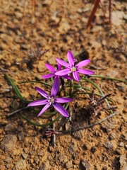 Romulea syringodeoflora