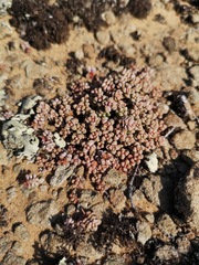 Crassula corallina
