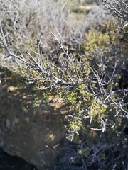 Diospyros austro-africana