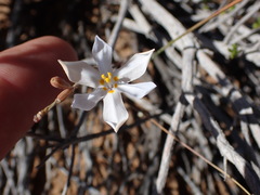 Moraea crispa