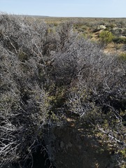 Diospyros austro-africana