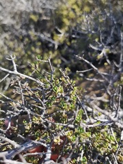 Diospyros austro-africana