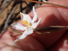Moraea crispa