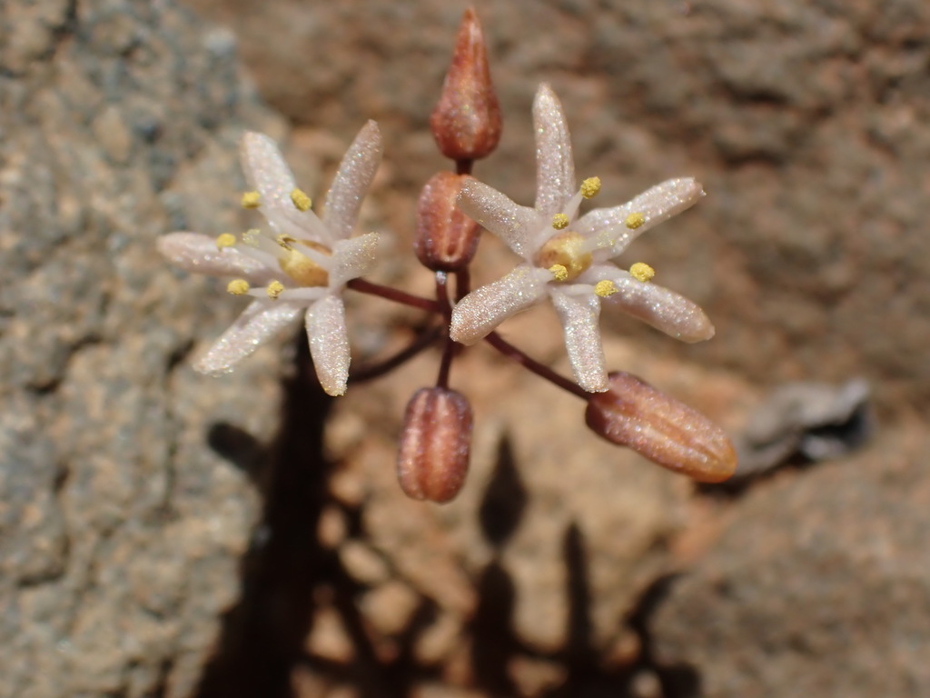 Worm Squill