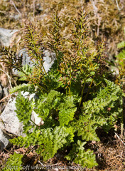 Cryptogramma sitchensis