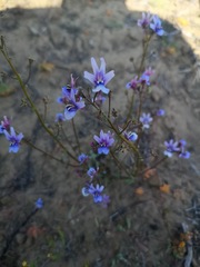 Nemesia azurea