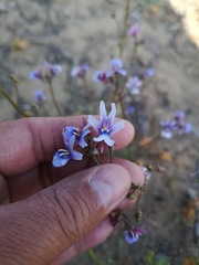 Nemesia azurea