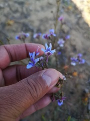 Nemesia azurea