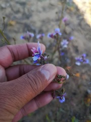 Nemesia azurea