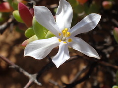Moraea crispa