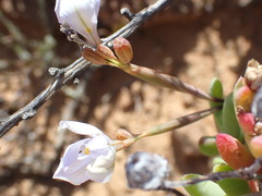 Moraea crispa
