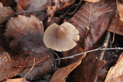 Mycena polygramma