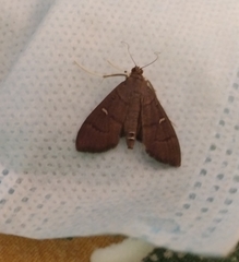 Lepidoptera