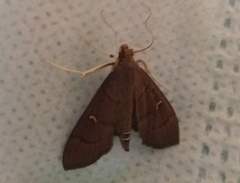 Lepidoptera