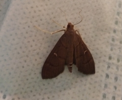 Lepidoptera