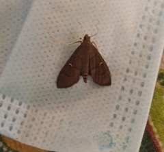 Lepidoptera