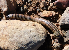 Ommatoiulus lusitanus