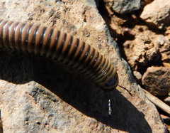 Ommatoiulus lusitanus