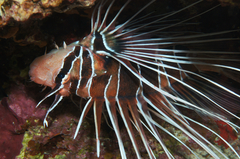 Pterois cincta