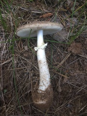 Amanita eliae