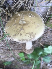 Amanita eliae