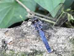 Trithemis festiva