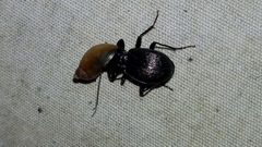 Sphaeroderus