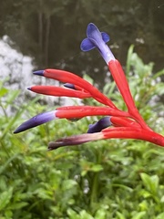 Quesnelia liboniana