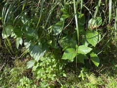 Neonauclea reticulata