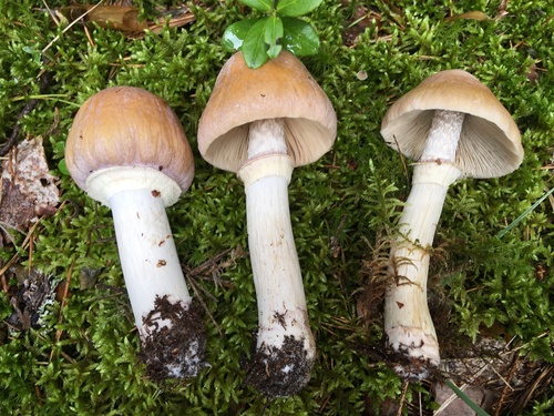 Cortinarius caperatus — (c) Павлик Лисицын, some rights reserved (CC BY)