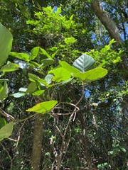 Neonauclea reticulata