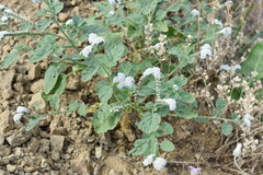 Heliotropium suaveolens