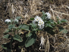 Heliotropium suaveolens